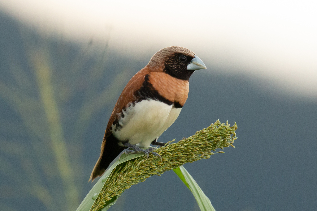 Chestnut-breasted Munia photo