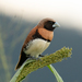 Chestnut-breasted Munia - Photo (c) Mark Ayers, some rights reserved (CC BY-NC), uploaded by Mark Ayers