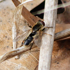 Anasimyia bilinearis