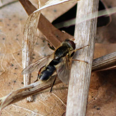 Anasimyia bilinearis