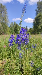 Delphinium dictyocarpum, photograph Svyatoslav Knyazev, CC BY, iNaturalist via GBIF