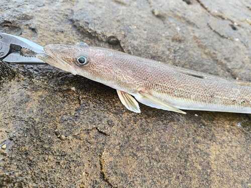 Brazilian flathead (Percophis brasiliensis) — Percophidae — 4