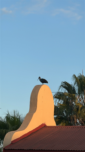 iNaturalist image