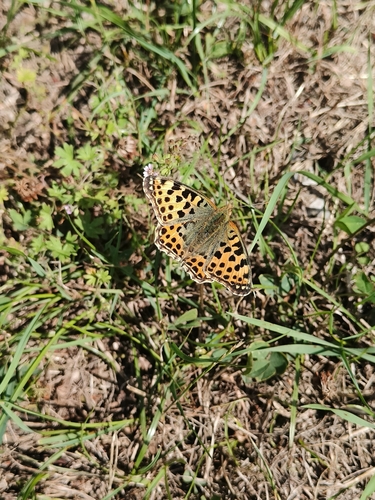 Queen of Spain Fritillary