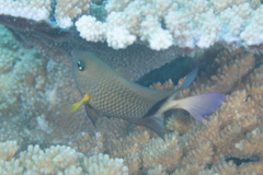 Plectroglyphidodon dickii