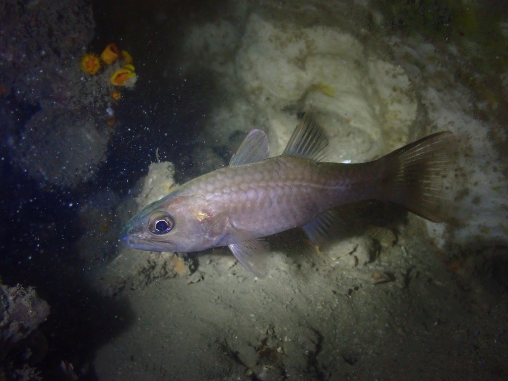 Singapore toothy cardinalfish (Cheilodipterus singapurensis) — Apogonidae