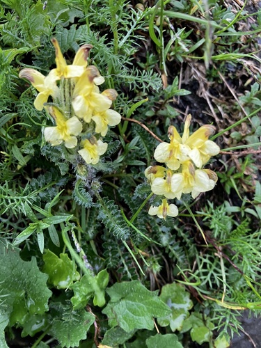 Pedicularis oederi, photograph 5