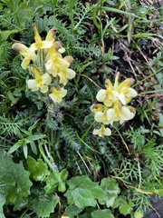 author not stated, no rights reserved Pedicularis oederi, photograph author not stated, no rights reserved