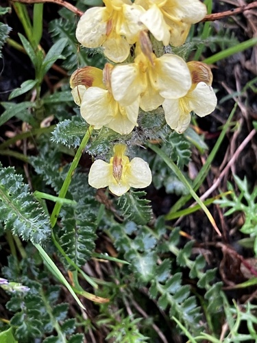 Pedicularis oederi, photograph 6