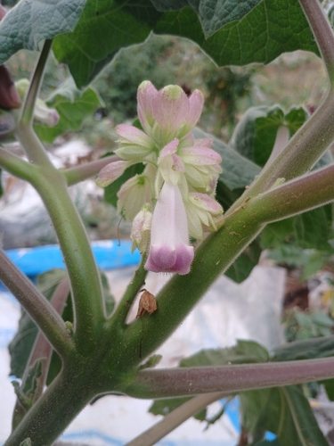 Cat's Claw