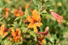 Diplacus × australis
