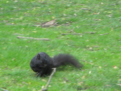 Sciurus carolinensis