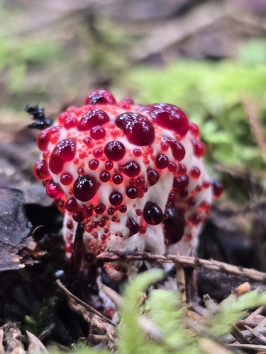 Red-juice Tooth