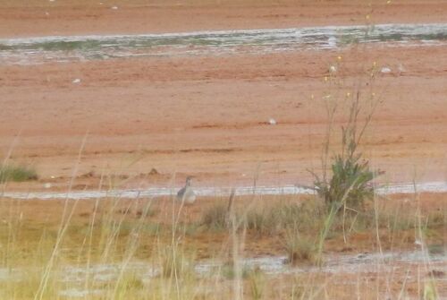 iNaturalist image