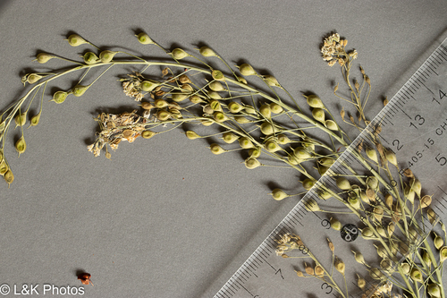 Camelina microcarpa, photograph 2