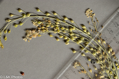 author not stated, no rights reserved Camelina microcarpa, photograph author not stated, no rights reserved