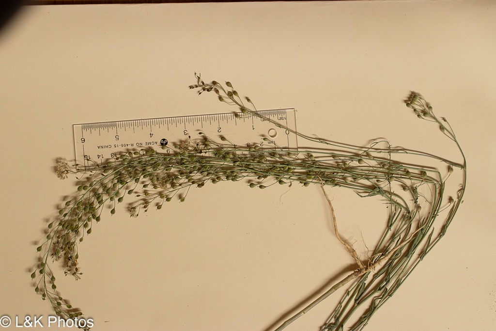 Camelina microcarpa; photograph author not stated, no rights reserved