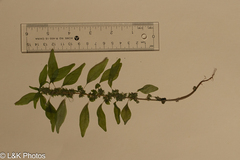 Parietaria pensylvanica, photograph author not stated, no rights reserved
