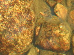 Rhinogobius duospilus