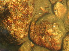 Rhinogobius duospilus