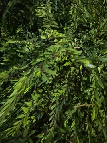 Phyllanthus myrtifolius observed 2026-07-25