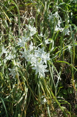 Ornithogalum nutans