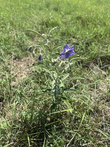 silverleaf nightshade