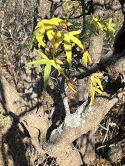 Cussonia natalensis