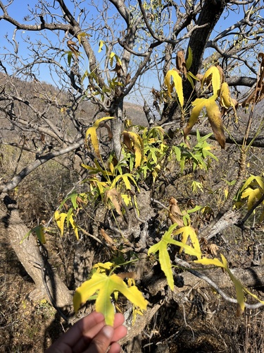 Cussonia natalensis, photograph 2