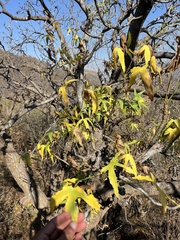 author not stated, no rights reserved Cussonia natalensis, photograph author not stated, no rights reserved