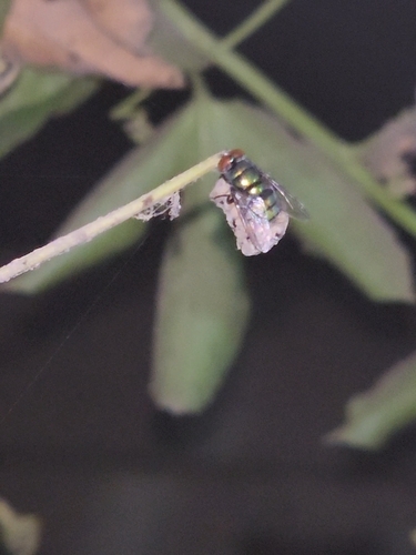 Banded Blowfly