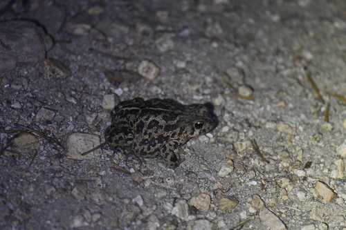 iNaturalist observation photo of Western Toad