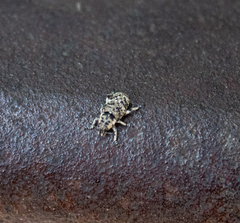 Eudiagogini