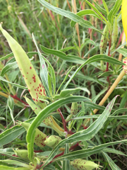 Oenothera macrocarpa