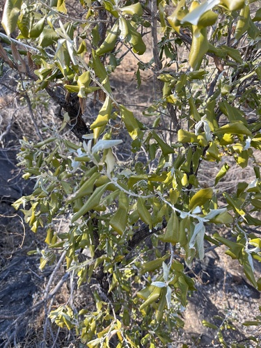 Brachylaena huillensis, photograph 1