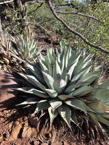 agave neomexicana