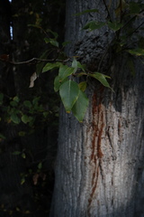 Populus trichocarpa