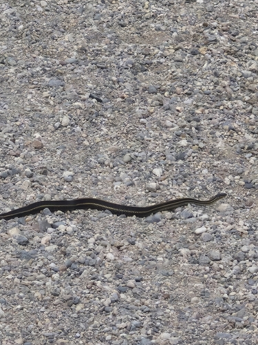 Plains Garter Snake