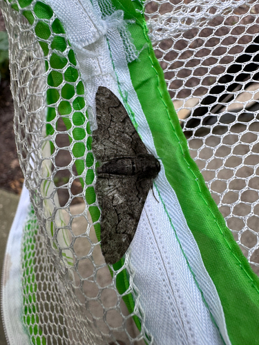 Peppered Moth