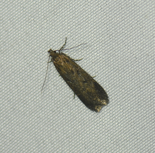 iNaturalist observation photo of Curved-horn Moths