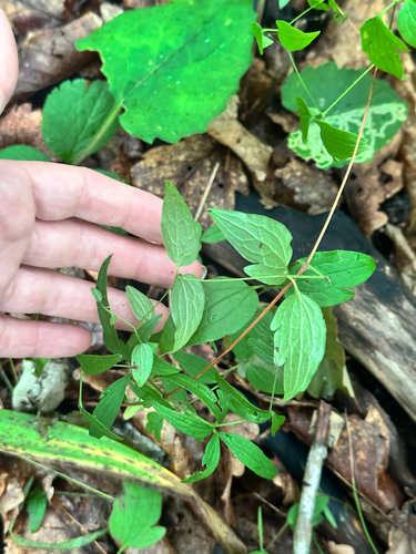 Clematis fusca