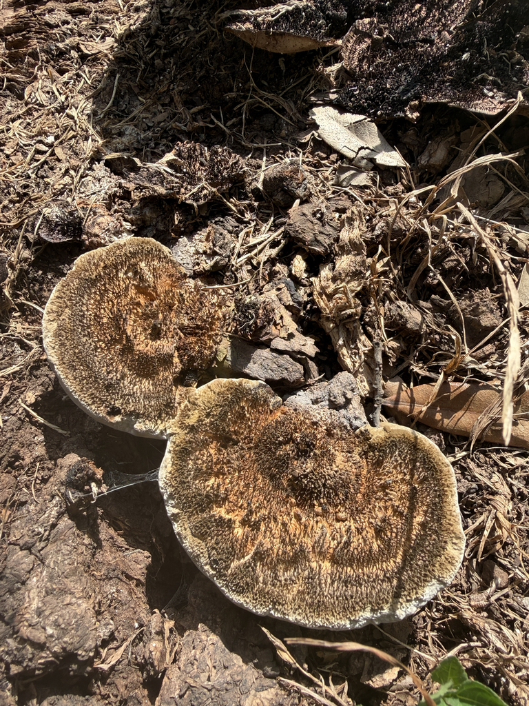Hairy Hexagonia · July 2026 · photo: Photo: no rights reserved · iNaturalist