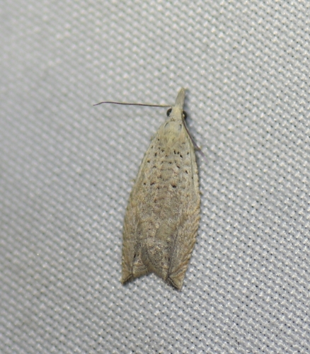 iNaturalist observation photo of Tortricid Leafroller Moths