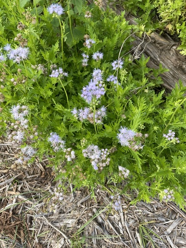 Palmleaf Mistflower