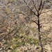 Acacia gerrardii