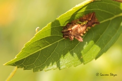 Neomocena convergens