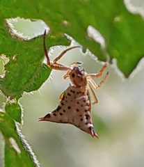 Micrathena lucasi