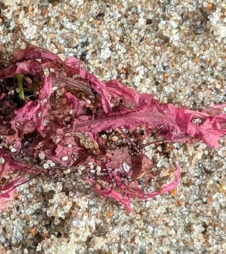 Delesseria sanguinea observed 2026-07-25