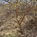 Acacia oliveri