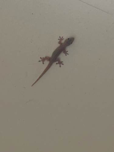 Asian House Gecko